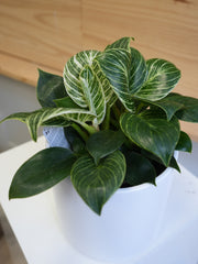 Philodendron Birkin (6