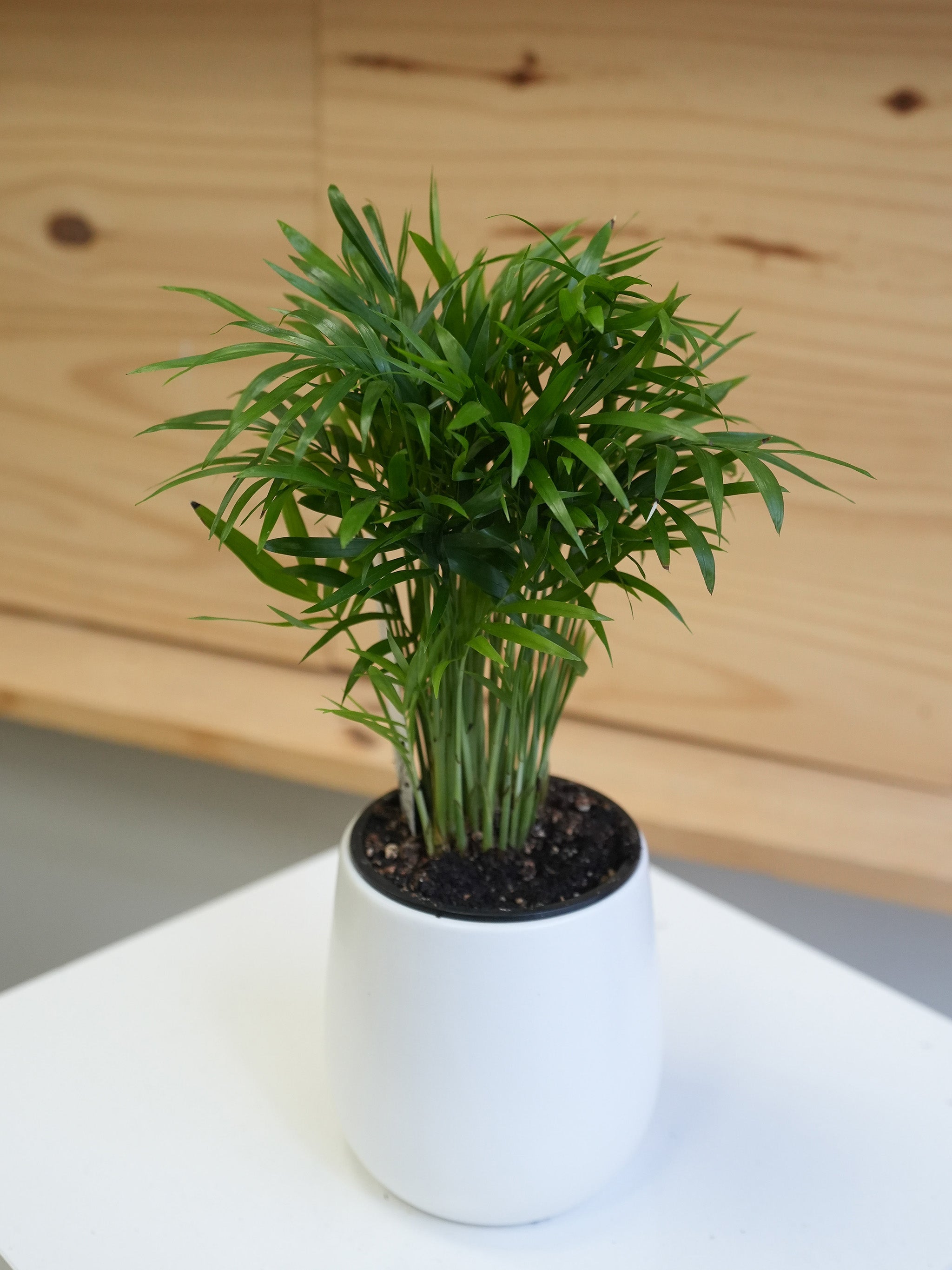 Neanthe Bella Palm 3.5