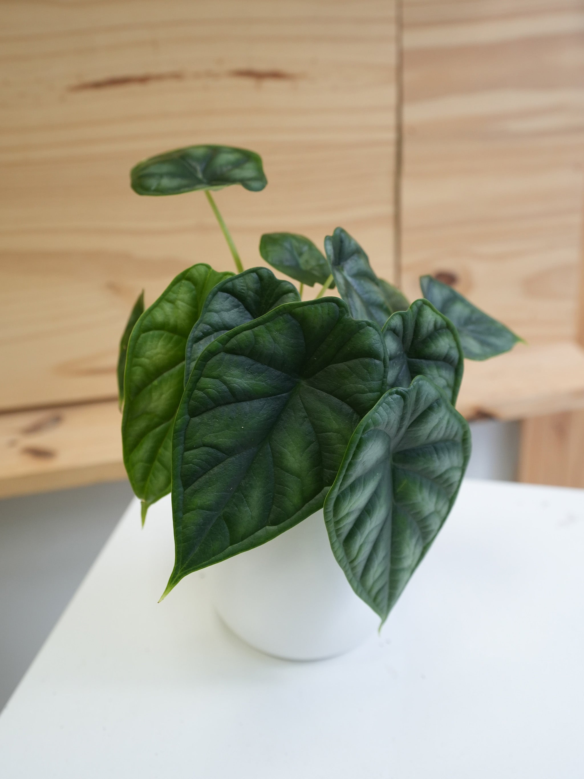Alocasia (Dragon Scale) 3.5