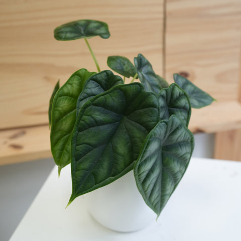 Alocasia (Dragon Scale) 3.5