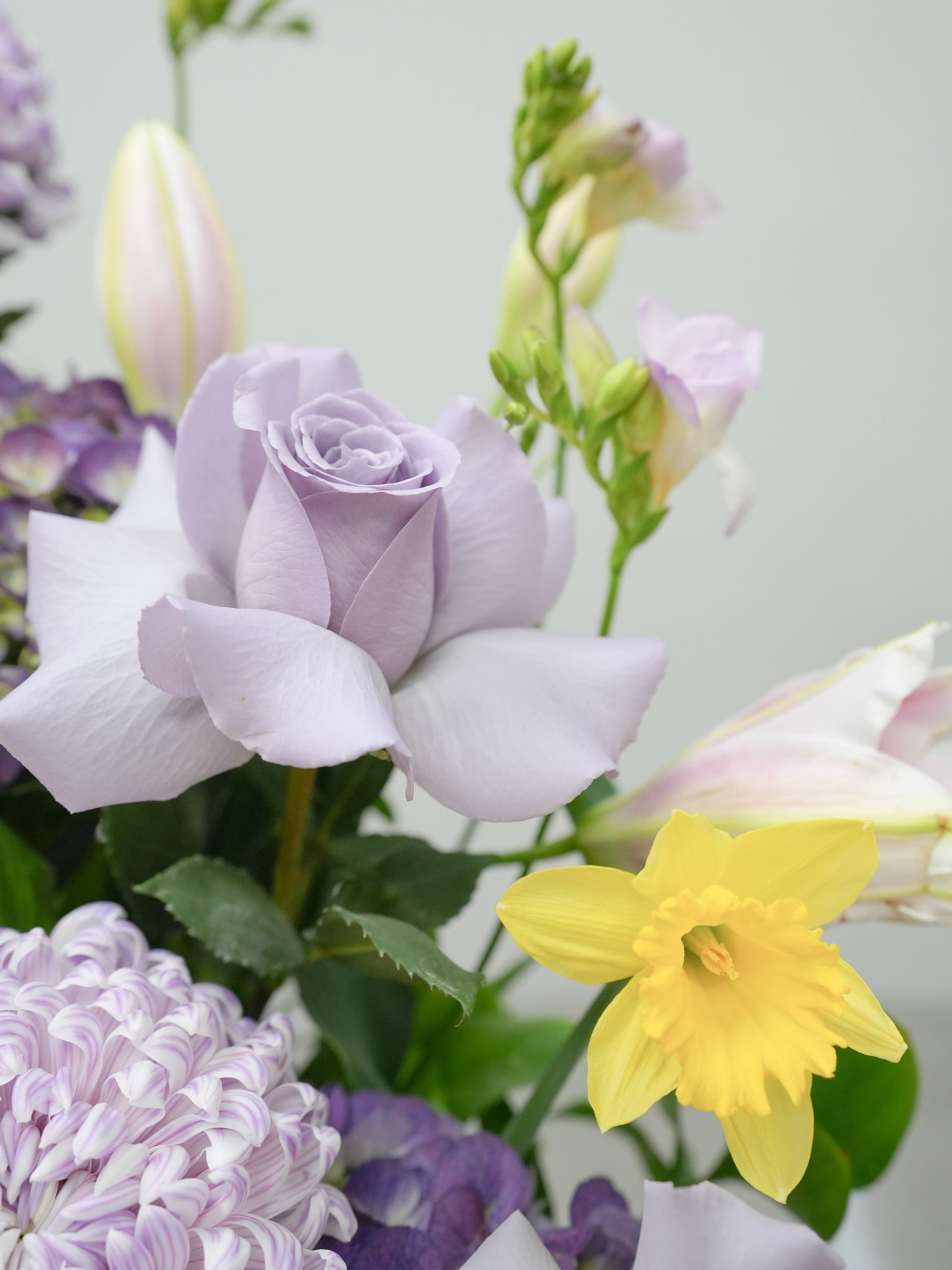 Lilac Serenade