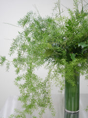 Verdant Grace