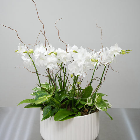 Medium Orchid Arrangement