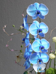 Spring Orchid Arrangement