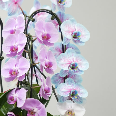 Pink & Blue Orchid Harmony