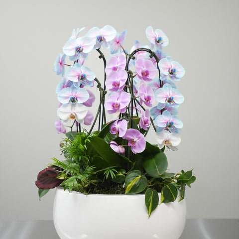 Pink & Blue Orchid Harmony