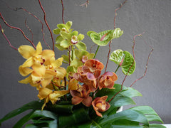 Imperial Petals
