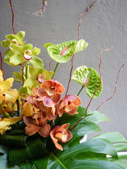 Imperial Petals