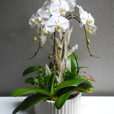 Snow Orchid
