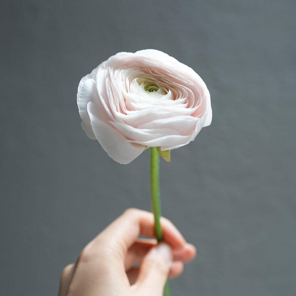 Ranunculus - Flower & Plant Free Delivery | Toronto Flower Shop