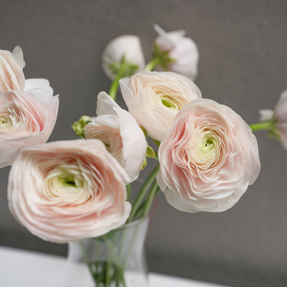 Ranunculus - Flower & Plant Free Delivery | Toronto Flower Shop