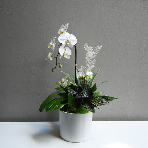 Graceful Orchid Touch