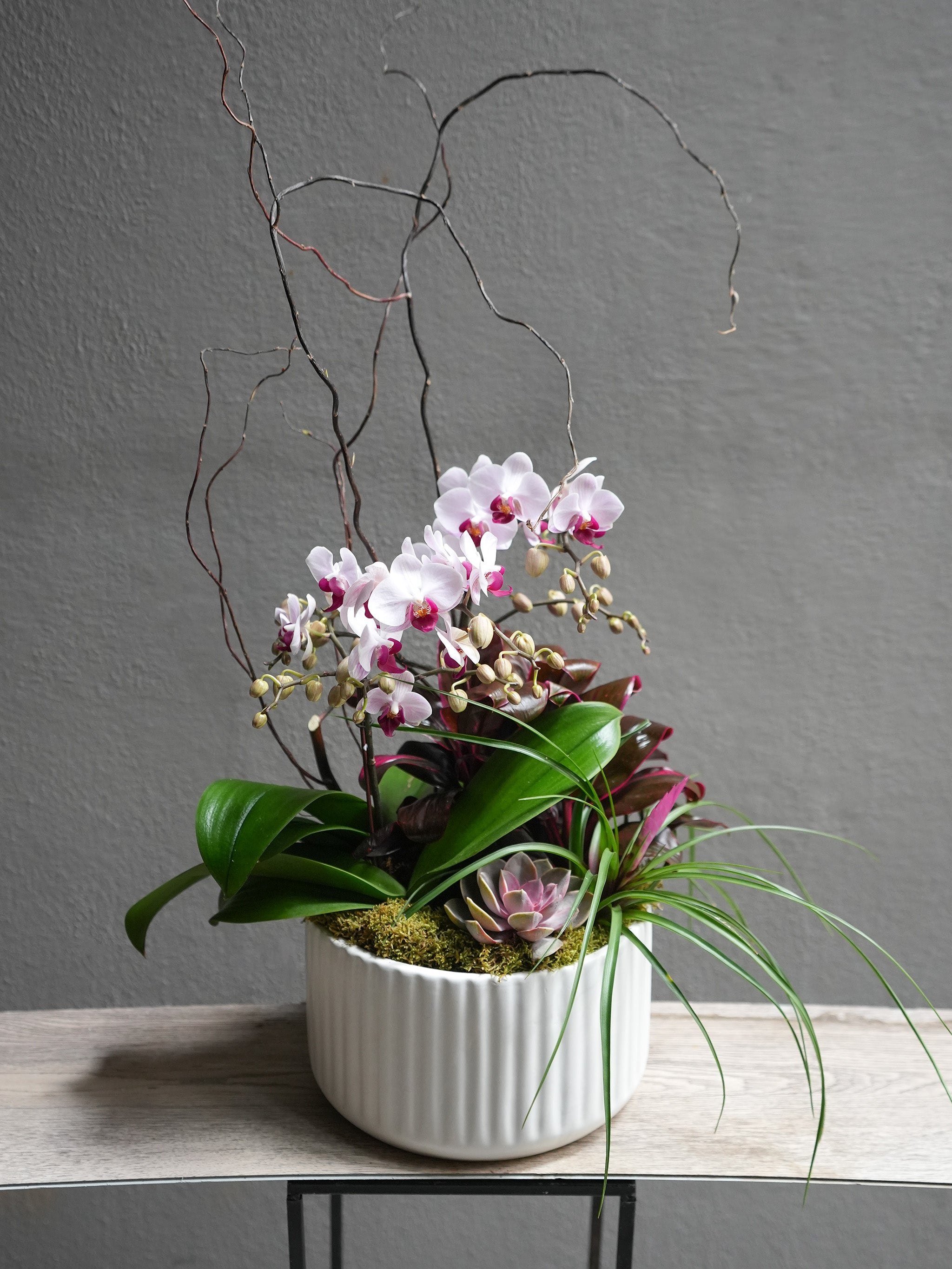Satin Orchid
