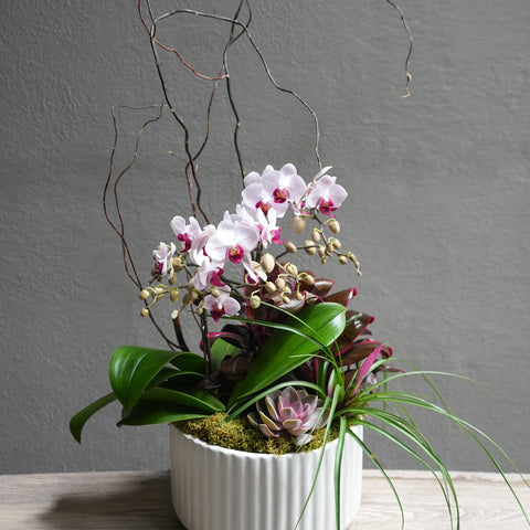 Satin Orchid