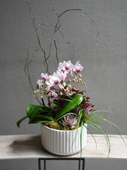 Satin Orchid