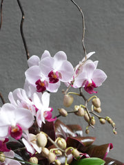 Satin Orchid