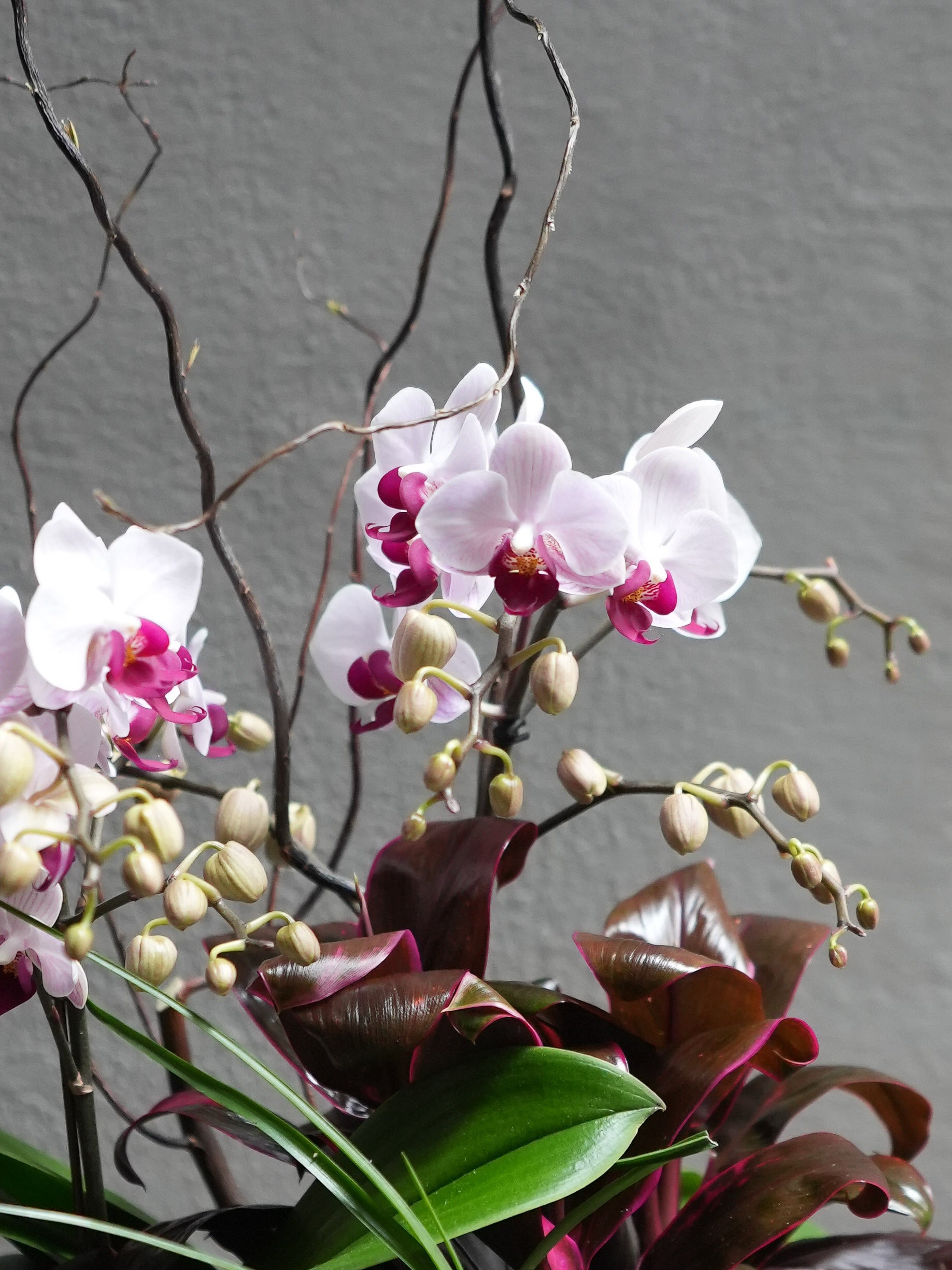 Satin Orchid
