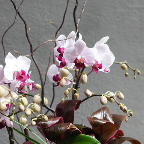 Satin Orchid