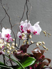 Satin Orchid