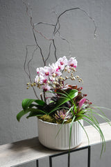 Satin Orchid