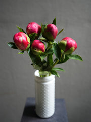 Peony (6 color)