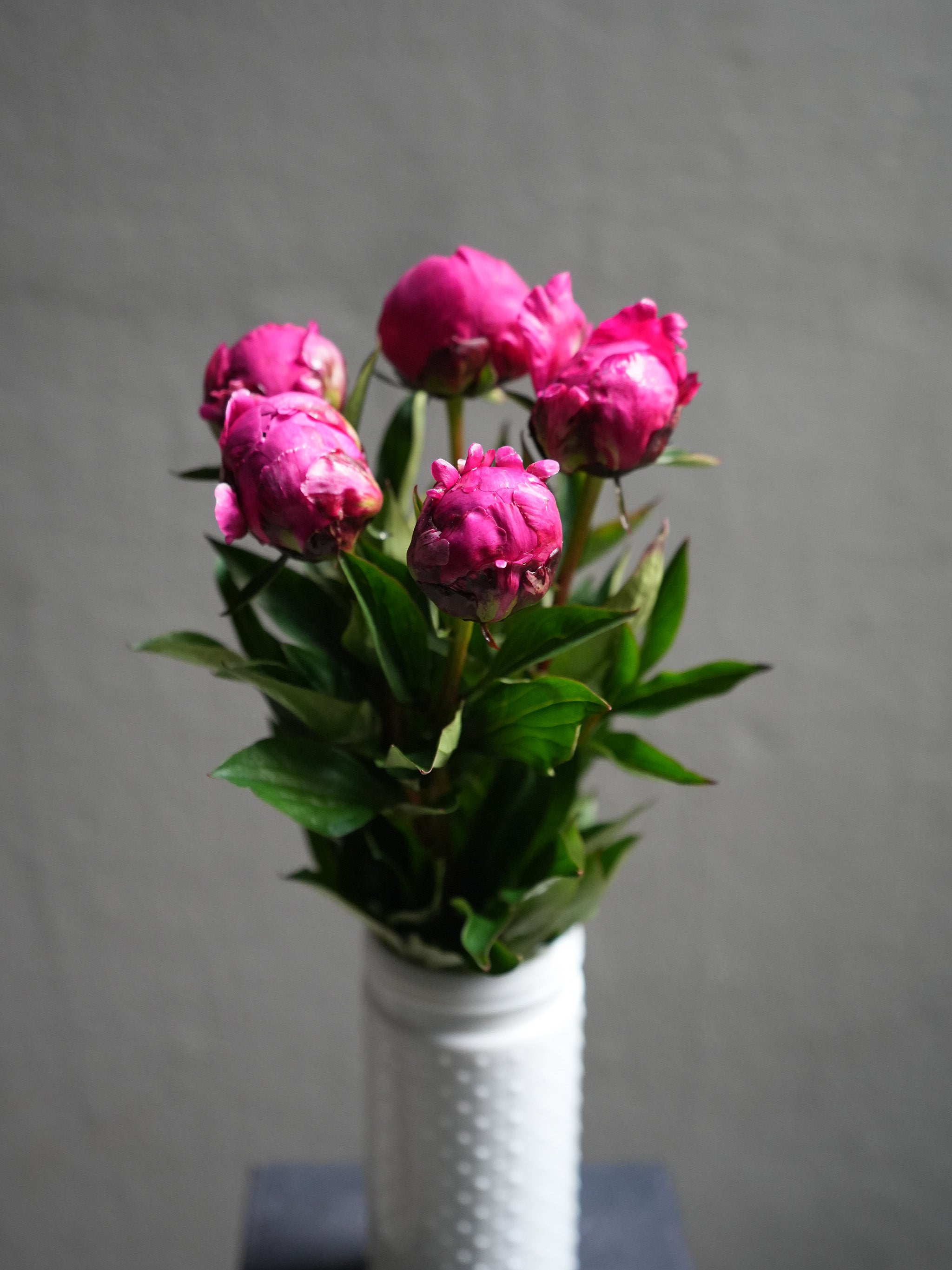 Peony (6 color)
