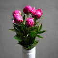 Dark Pink