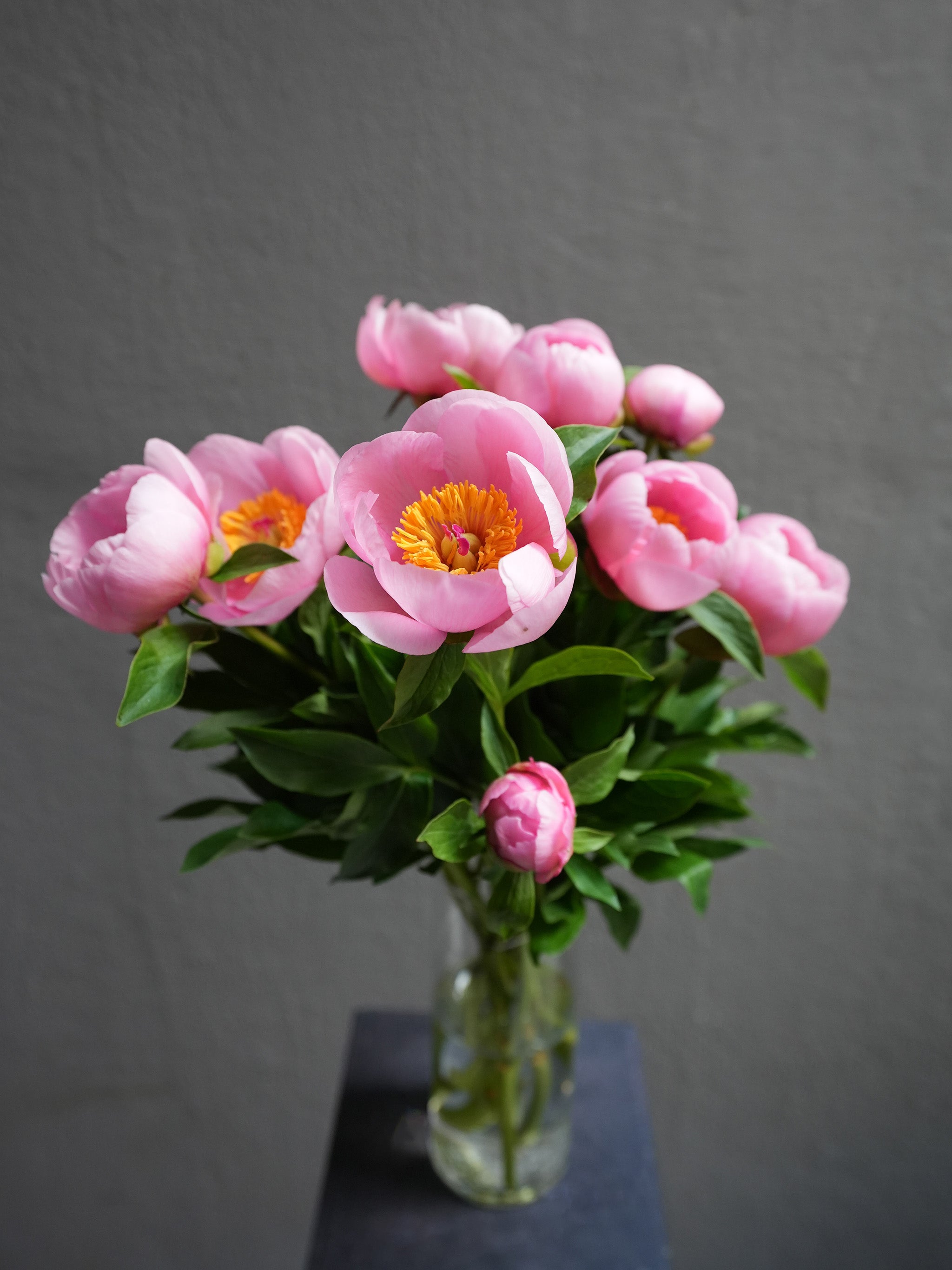 Peony (6 color)