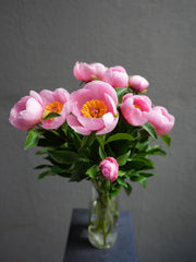 Peony (6 color)