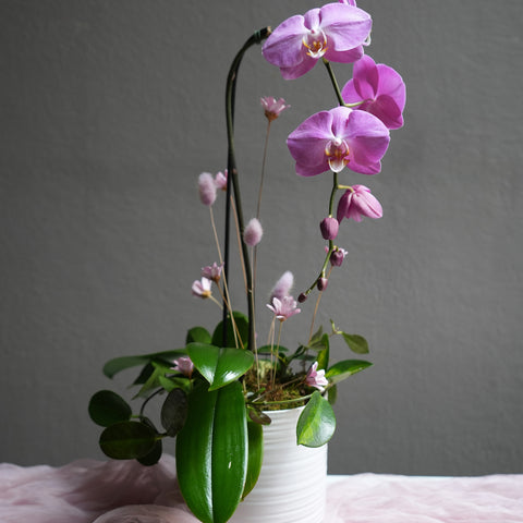 Rosy Orchid