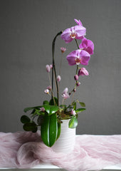Rosy Orchid