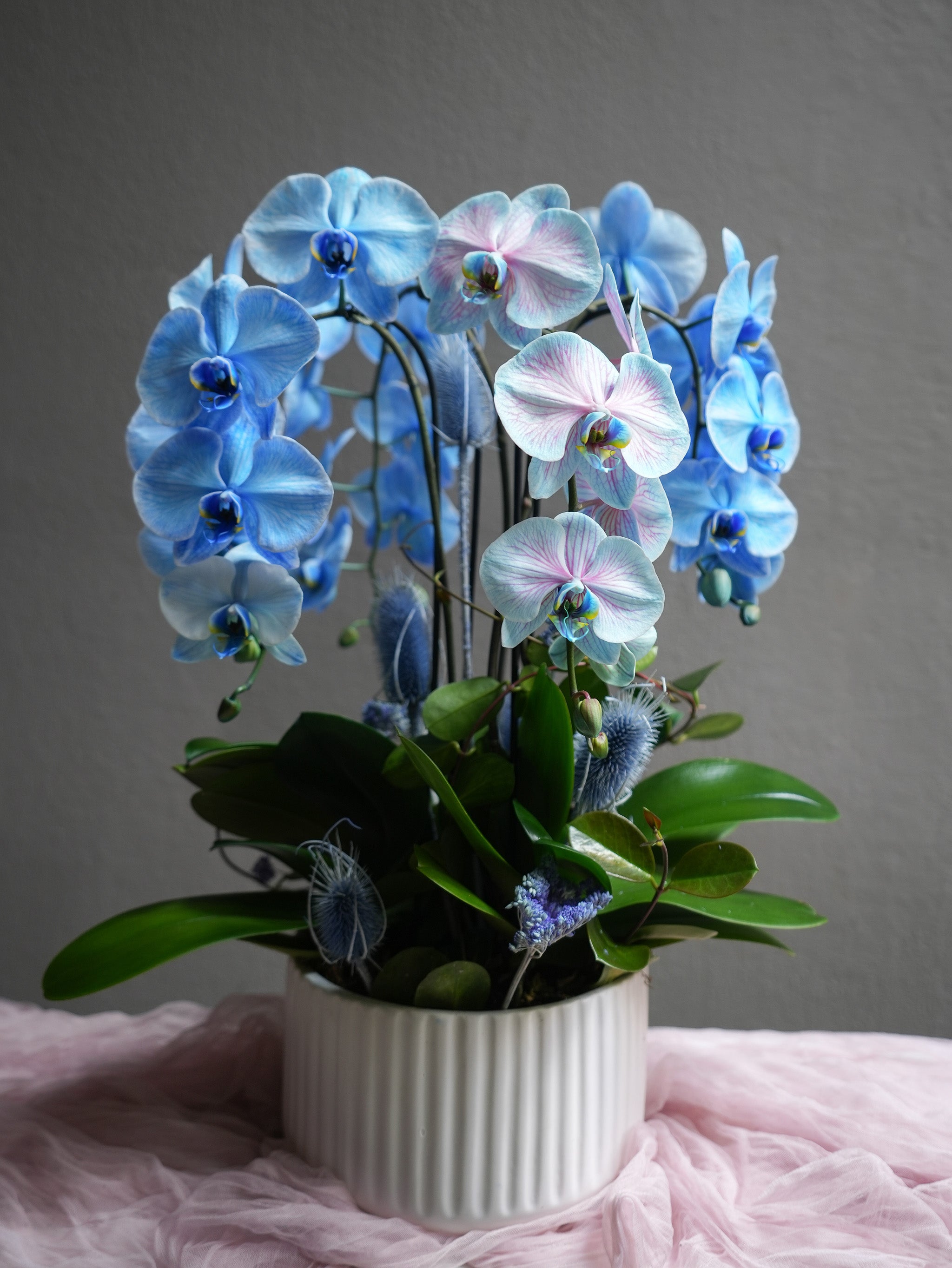Blue Orchid Dream