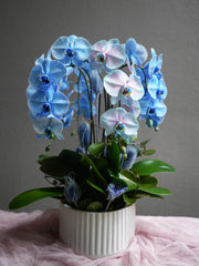 Blue Orchid Dream