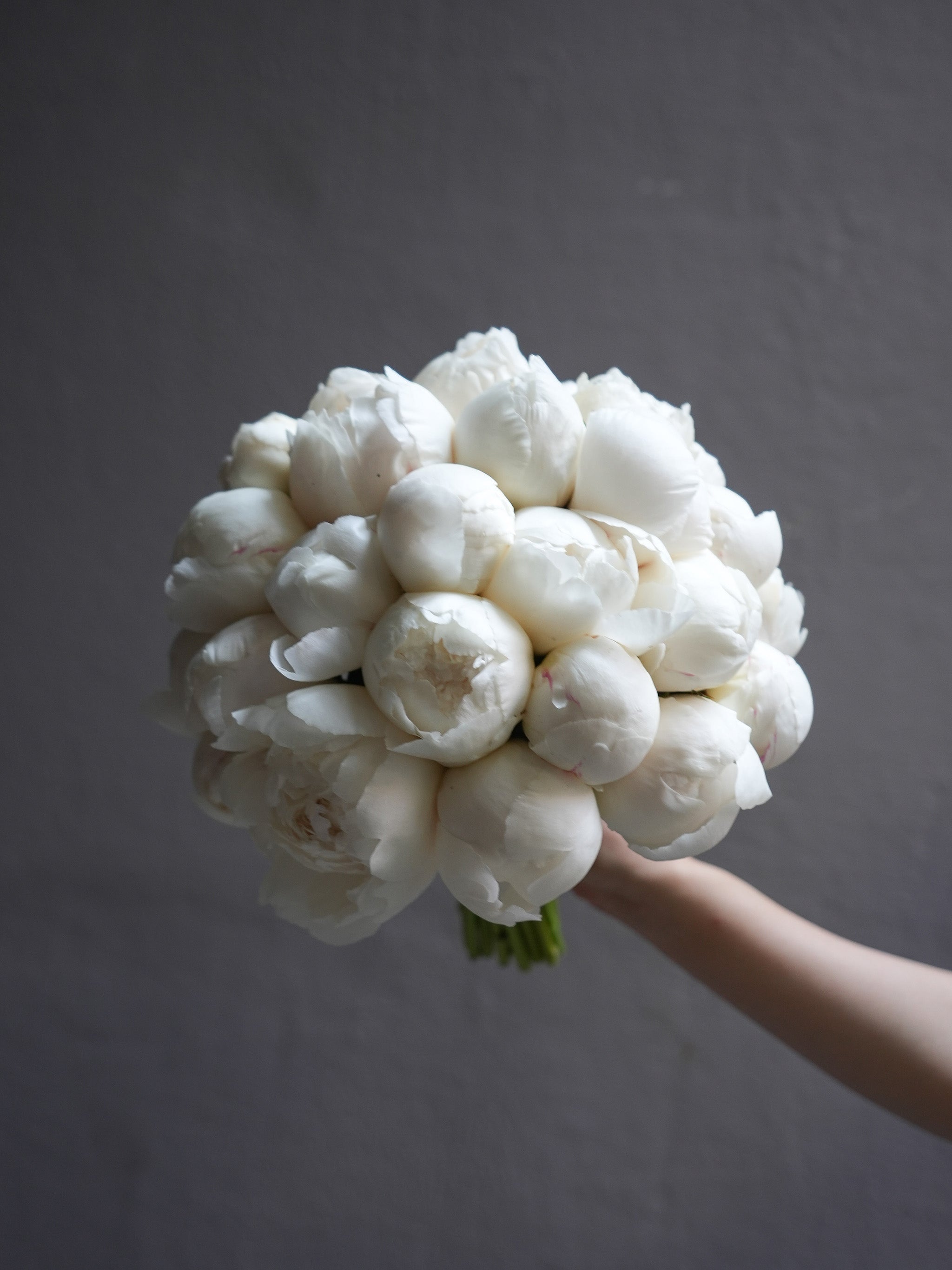 Snow Peony (Early Summer Season)