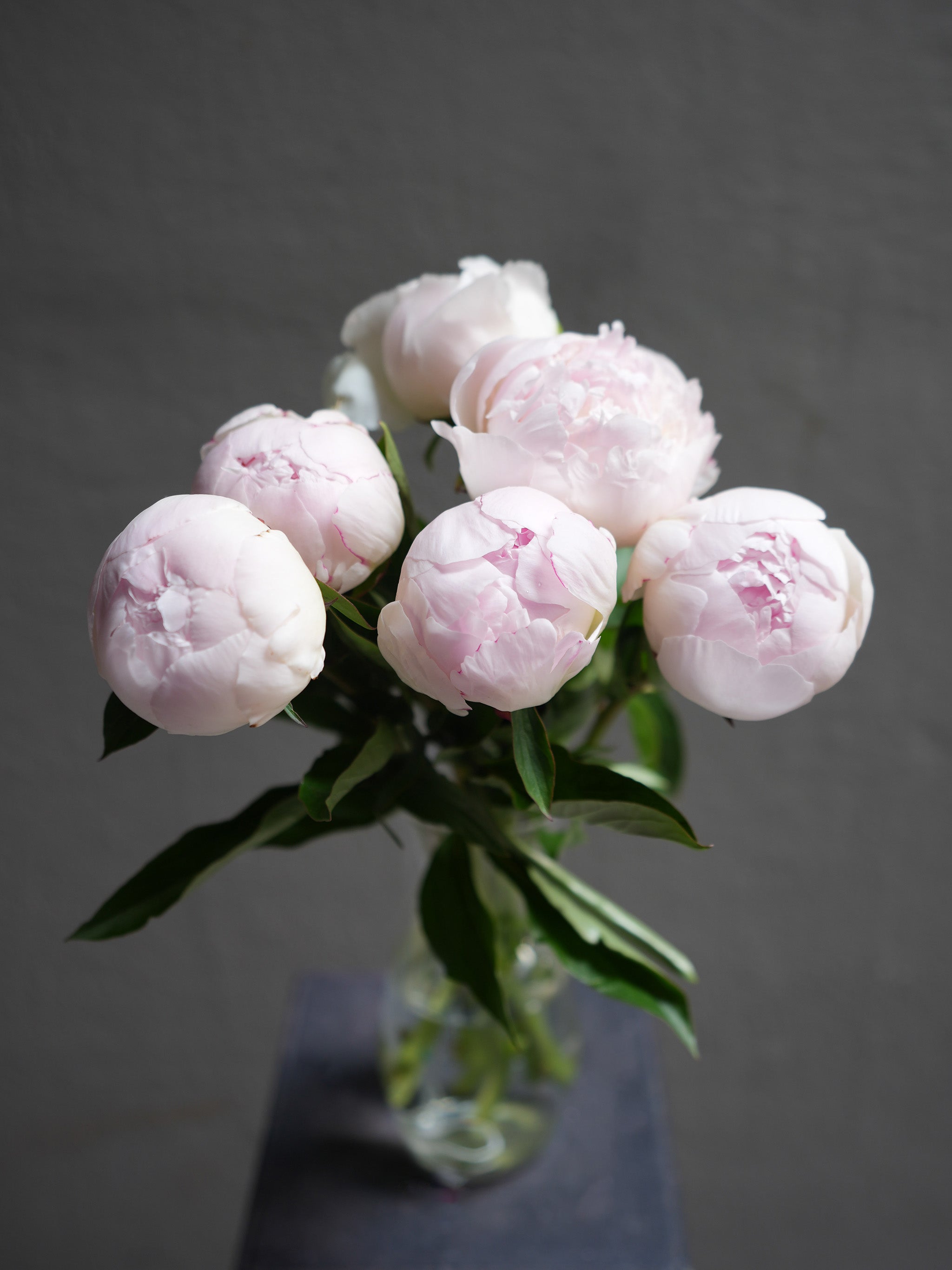 Peony (6 color)