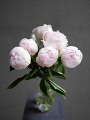 Blush Peony