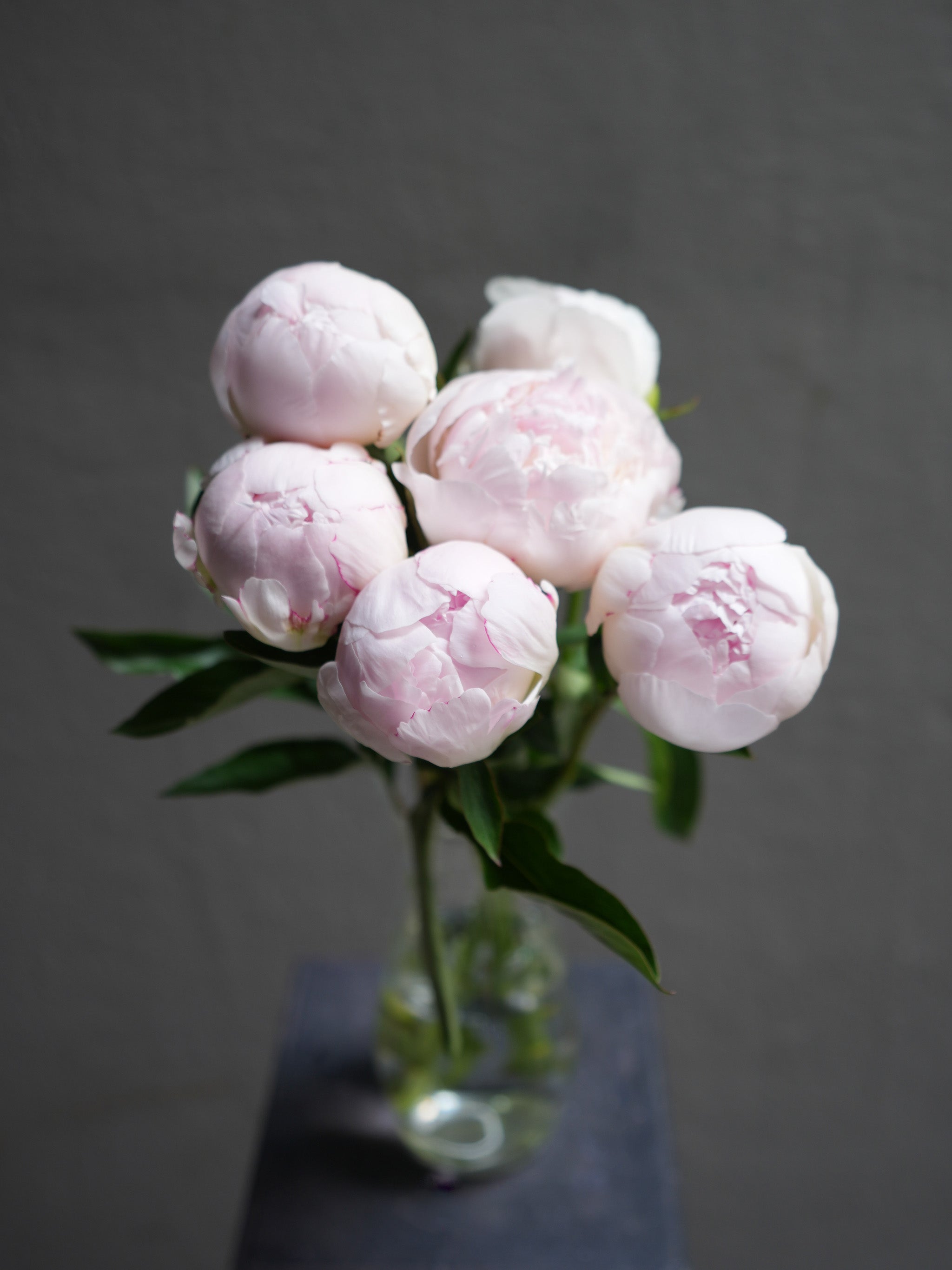Blush Peony