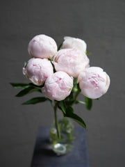 Blush Peony
