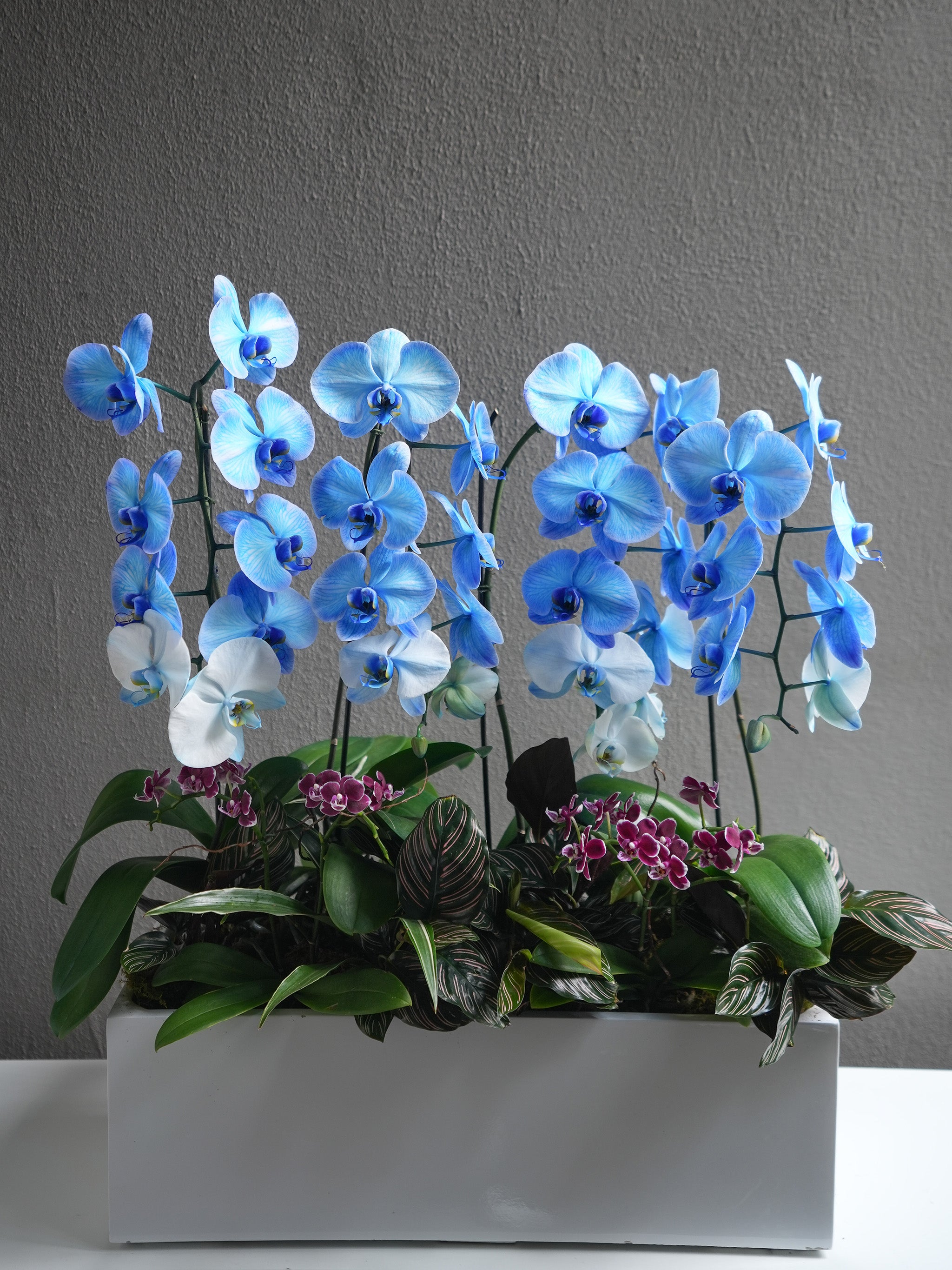 Blue Orchid Arrangement