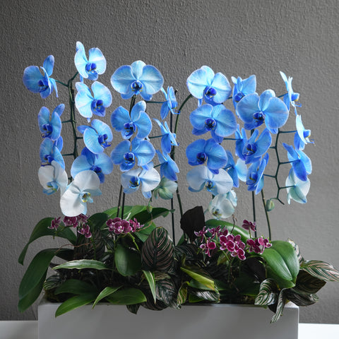 Blue Orchid Arrangement