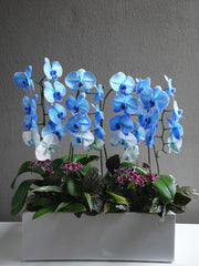 Blue Orchid Arrangement