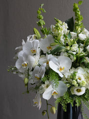 Ivory Bloom