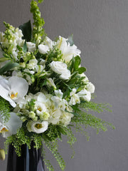 Ivory Bloom
