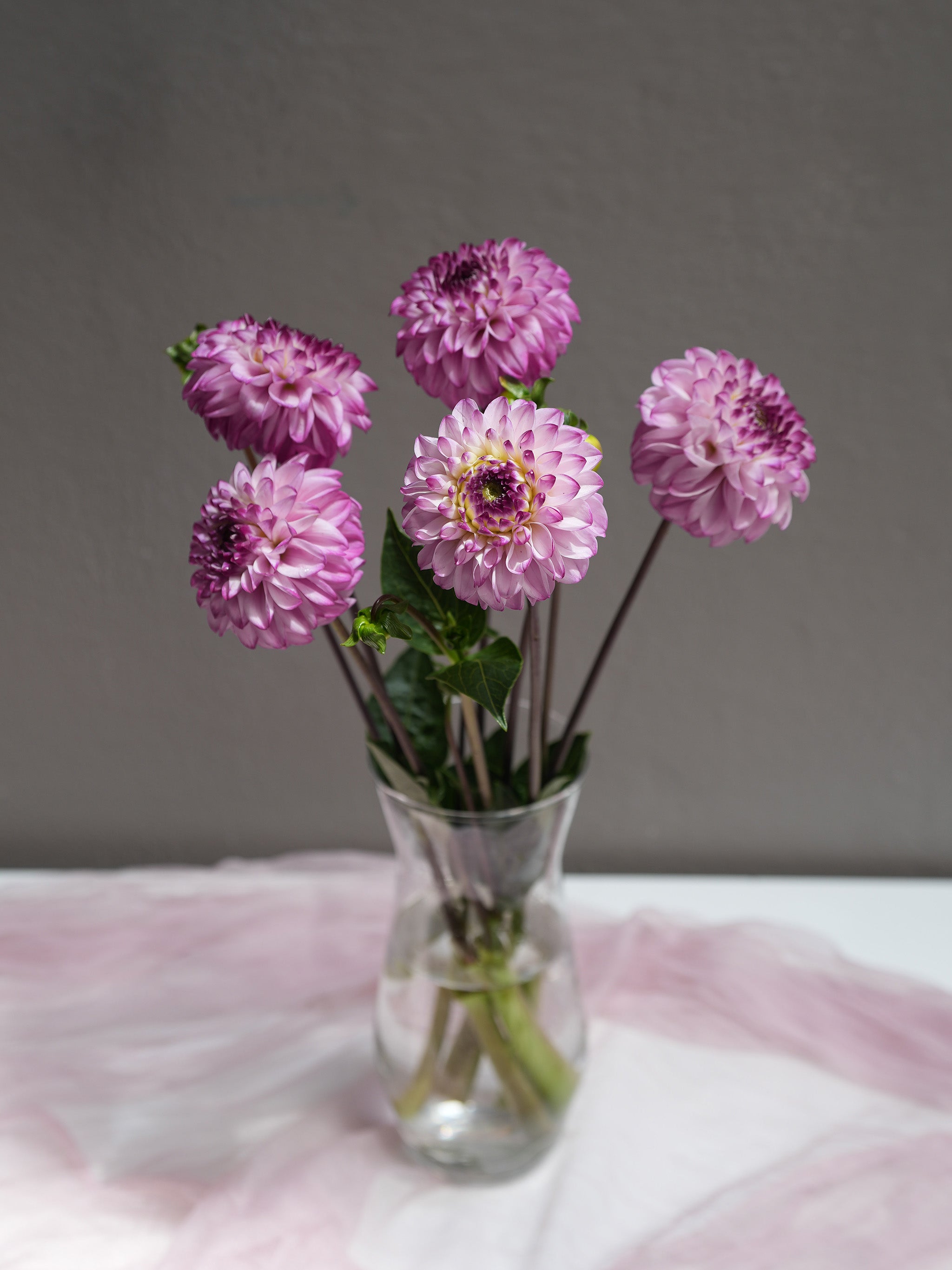 Dahlia