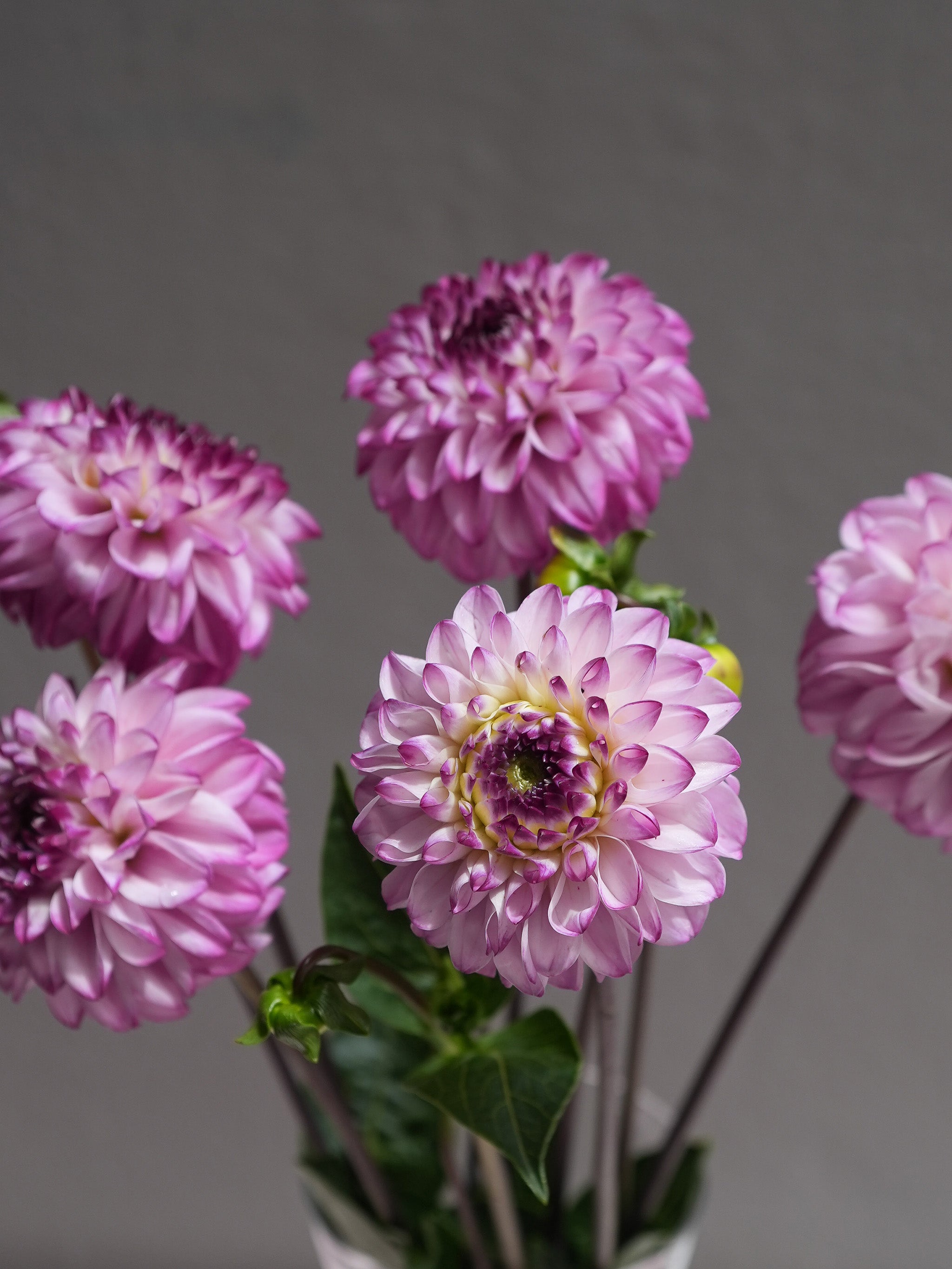 Dahlia