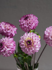 Dahlia