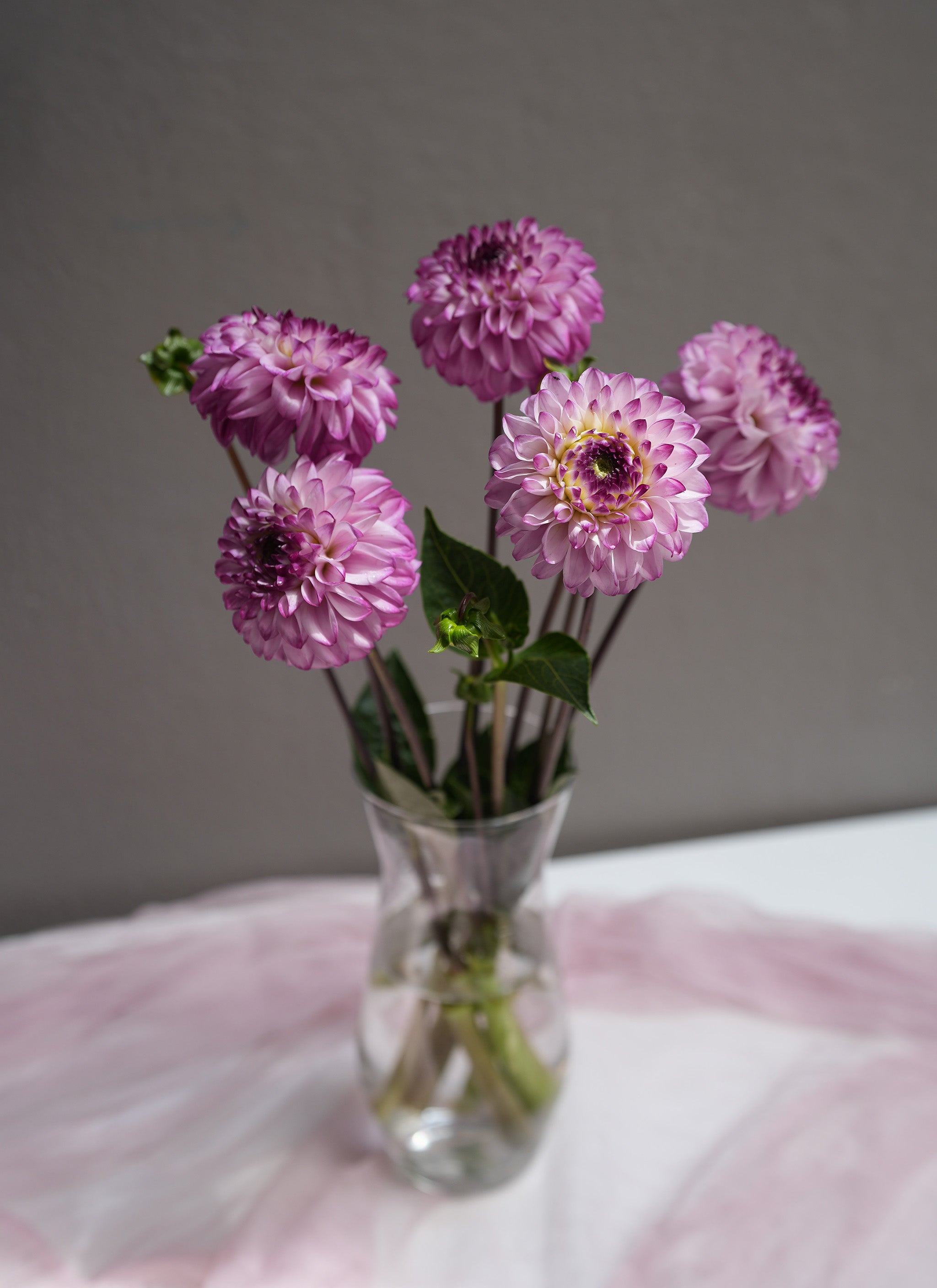 Dahlia