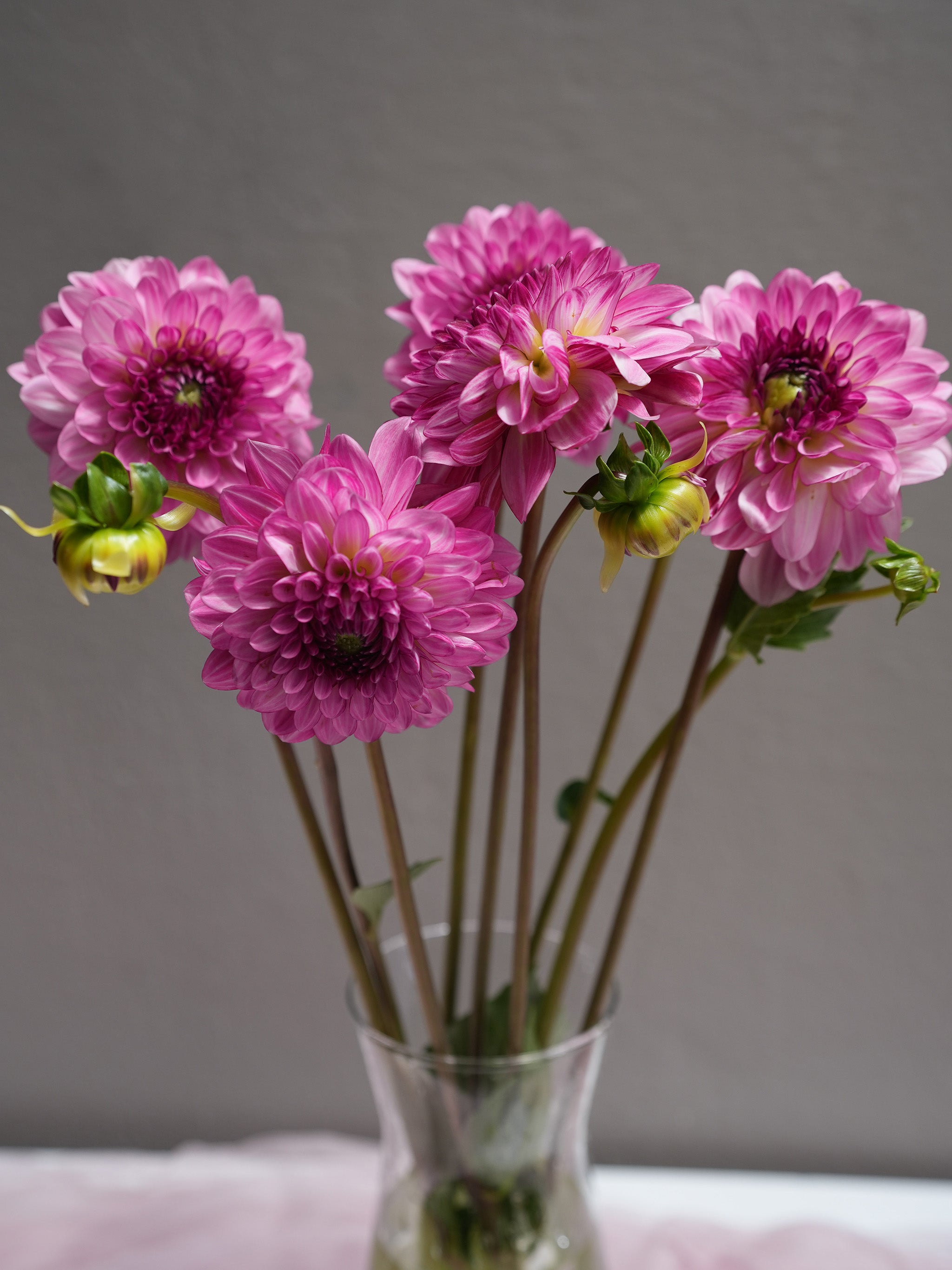 Dahlia