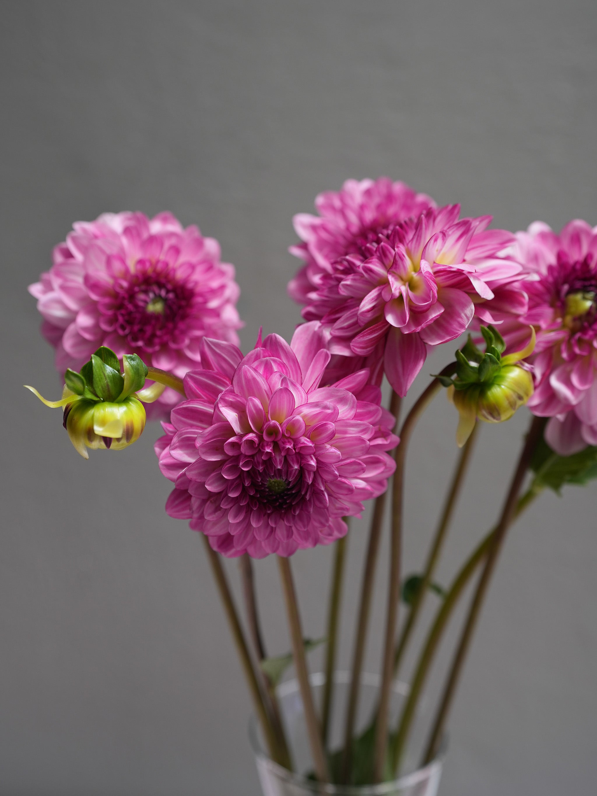 Dahlia