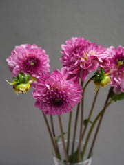 Dahlia